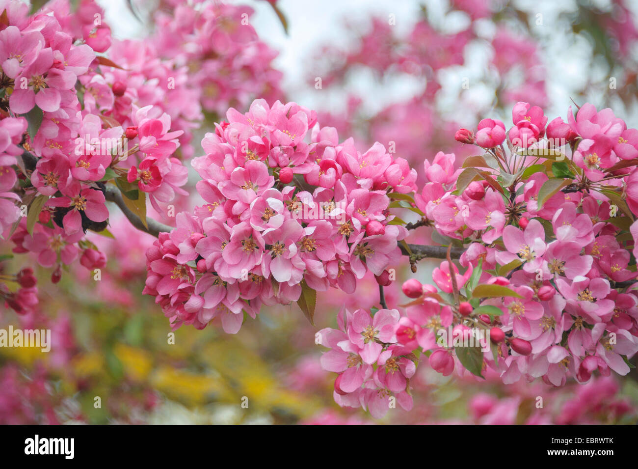 Ornamental apple tree (Malus 'Profusion', Malus Profusion), cultivar Profusion Stock Photo