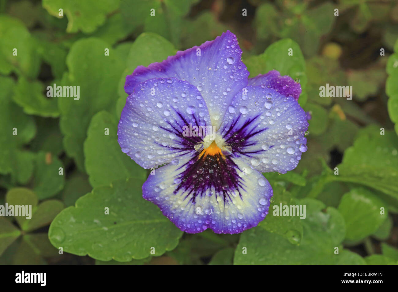 Pansy, Pansy Violet (Viola x wittrockiana, Viola wittrockiana, Viola hybrida), flower with raindrops Stock Photo