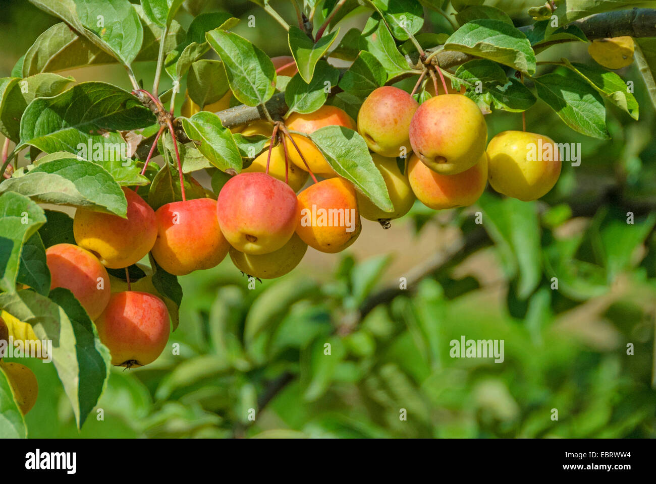 Ornamental apple tree (Malus 'Butterball', Malus Butterball), cultivar Butterball, Germany, Bavaria Stock Photo