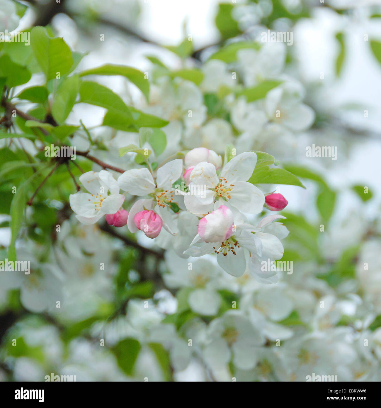 Ornamental apple tree (Malus 'Evereste', Malus Evereste), Cultivar Evereste Stock Photo
