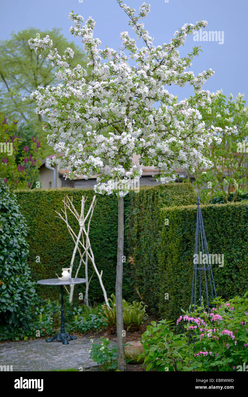 Ornamental apple tree (Malus 'Evereste', Malus Evereste), Cultivar Evereste, bloomin in a garden Stock Photo