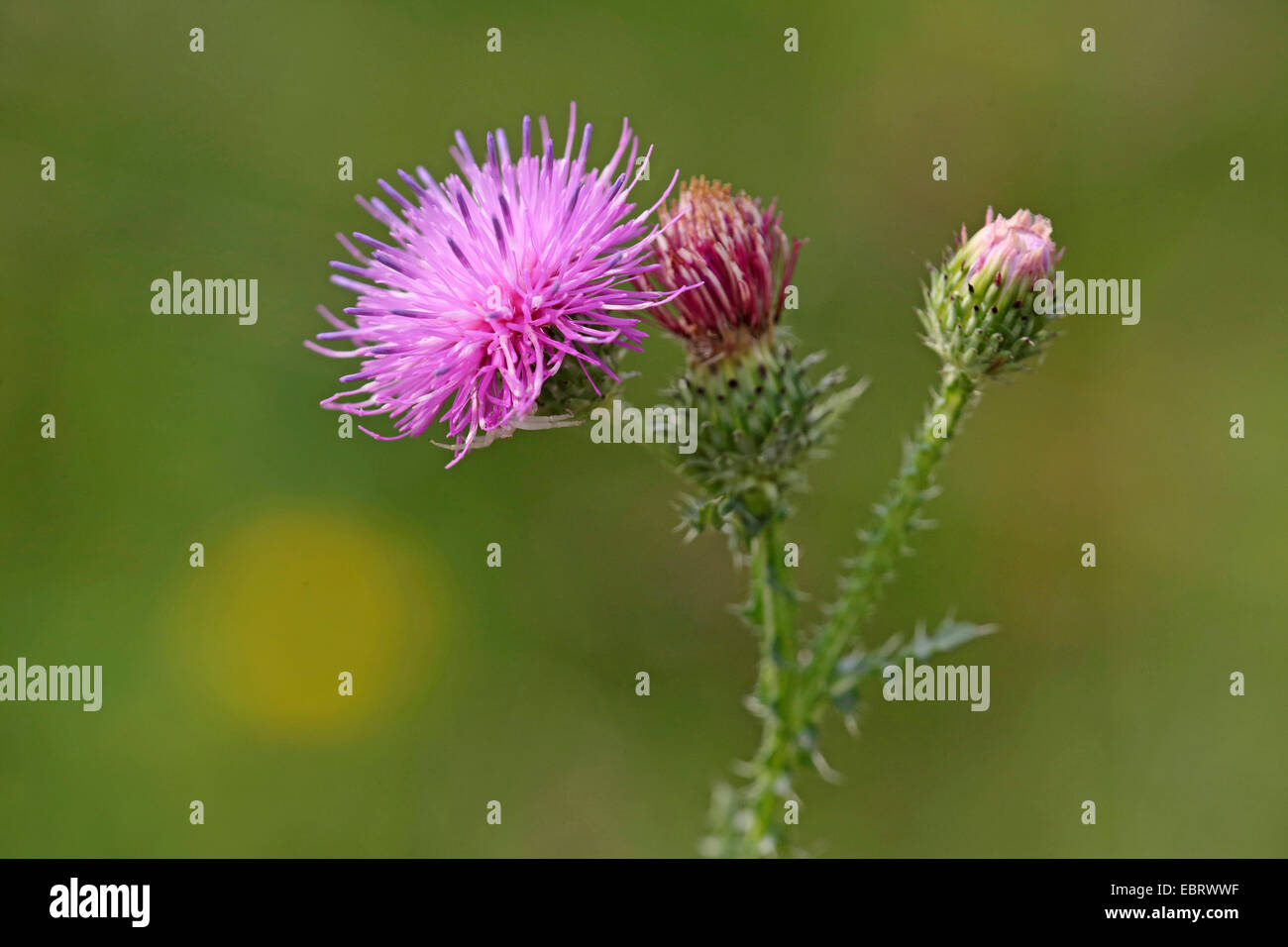 acanthus thistle, plumeless thistle, curled thistle (Carduus acanthoides), blooming, Germany Stock Photo