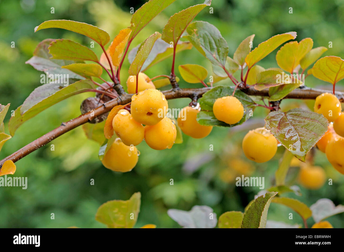 Ornamental apple tree (Malus 'Butterball', Malus Butterball), cultivar Butterball Stock Photo