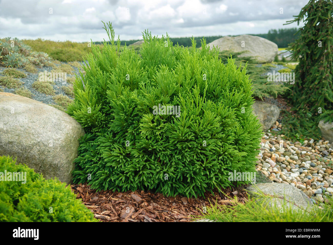 Japanese cedar (Cryptomeria japonica 'Kai-Suki', Cryptomeria japonica Kai-Suki), culticar 'Kai-Suki', Germany, Saxony Stock Photo