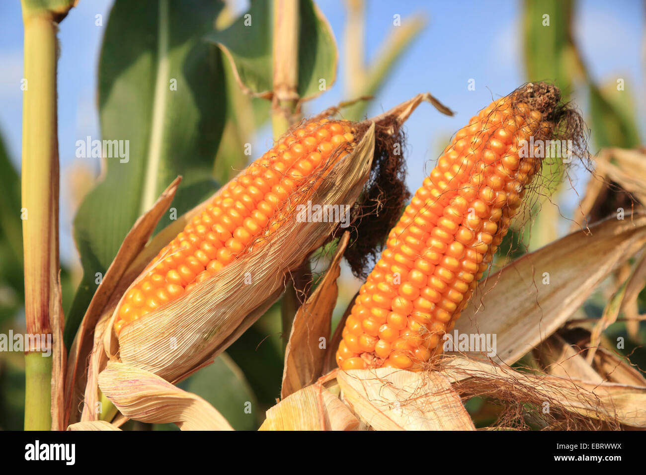 Indian corn, maize (Zea mays), ripe maize cobs, Germany Stock Photo