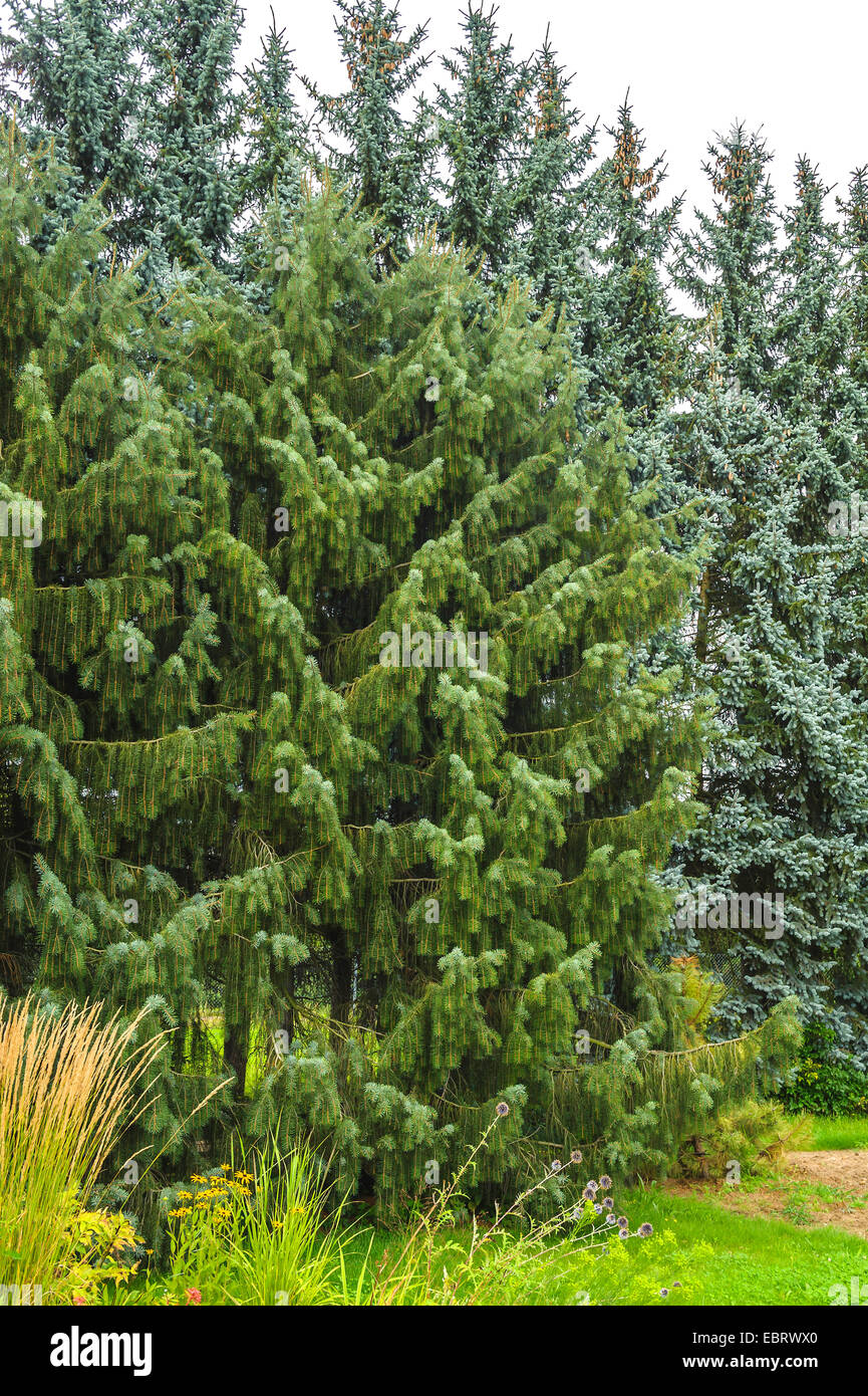 Brewer spruce, Brewer's Weeping  (Picea breweriana), Germany, Saxony Stock Photo
