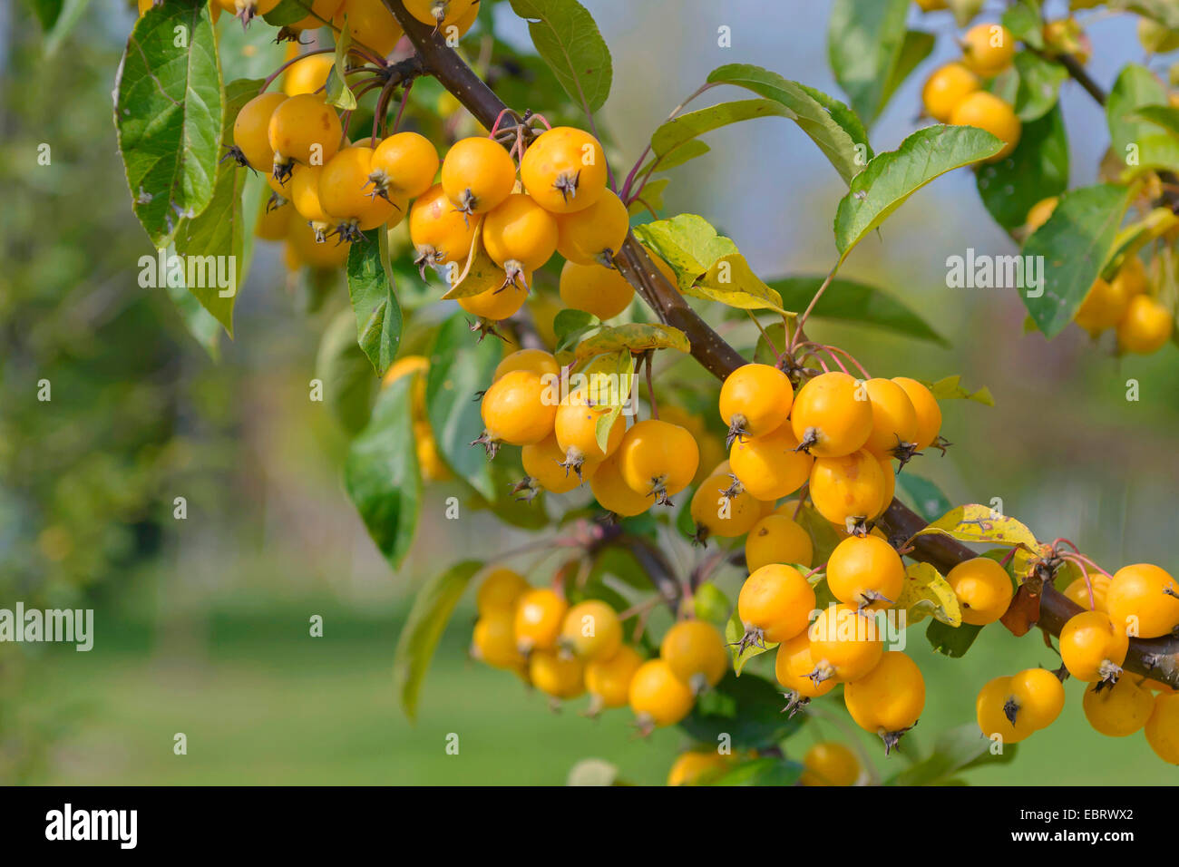 Ornamental apple tree (Malus 'Golden Hornet', Malus Golden Hornet), cultivar Golden Hornet Stock Photo