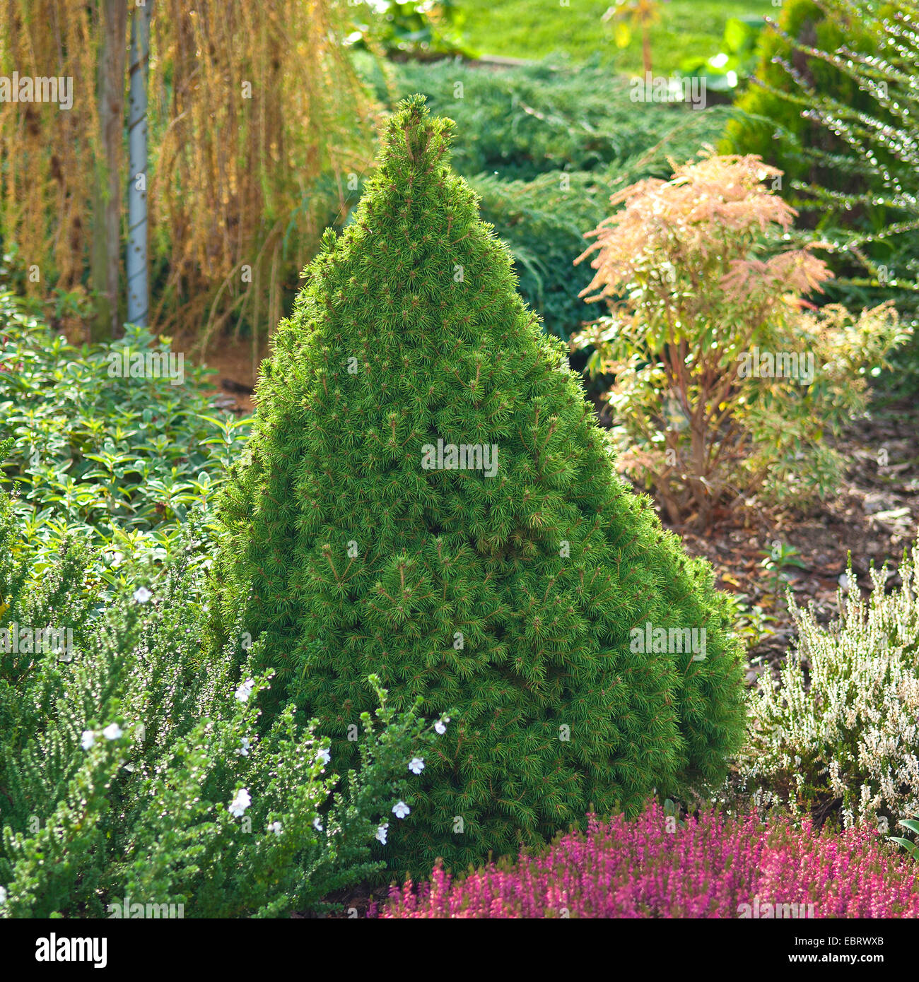 cat spruce, skunk spruce, white spruce, dwarf Alberta spruce (Picea glauca 'Conica', Picea glauca Conica), cultivar Conica, Germany Stock Photo