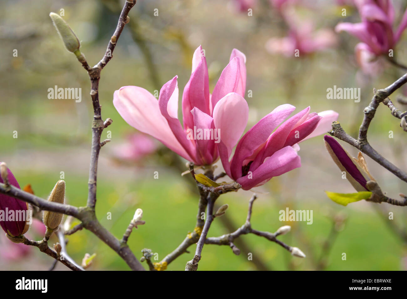 Purple Magnolia (Magnolia liliiflora 'Ricki', Magnolia liliiflora Ricki ...