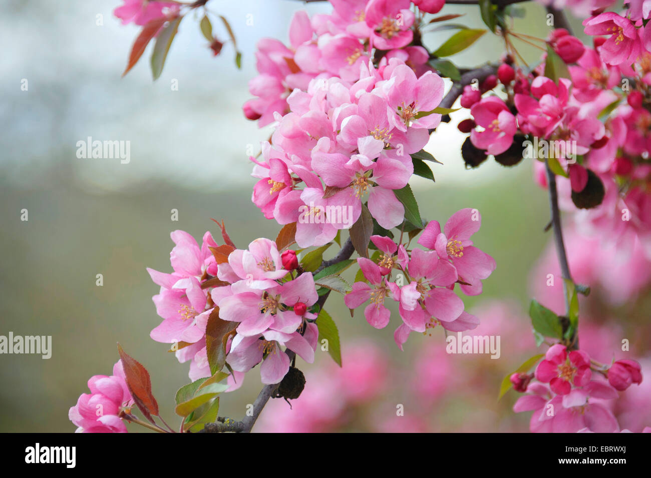 Ornamental apple tree (Malus 'Profusion', Malus Profusion), cultivar Profusion Stock Photo