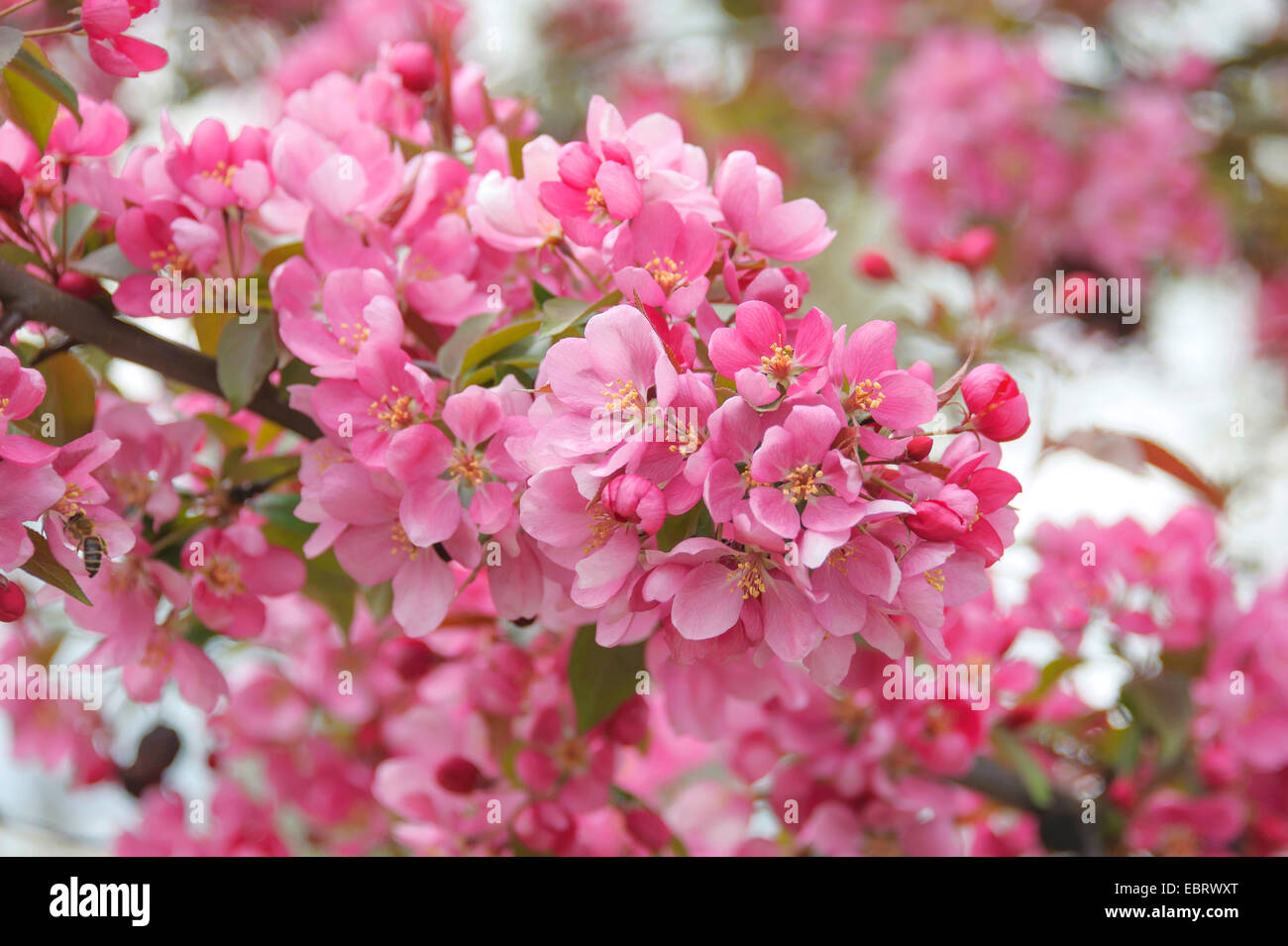 Ornamental apple tree (Malus 'Profusion', Malus Profusion), cultivar Profusion Stock Photo