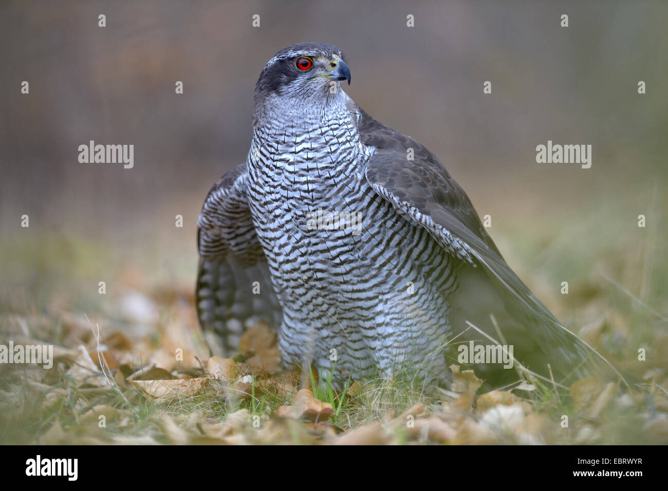 northern goshawk (Accipiter gentilis), adult female with red eyes standing on forest ground with wings outstretched, Finland Stock Photo