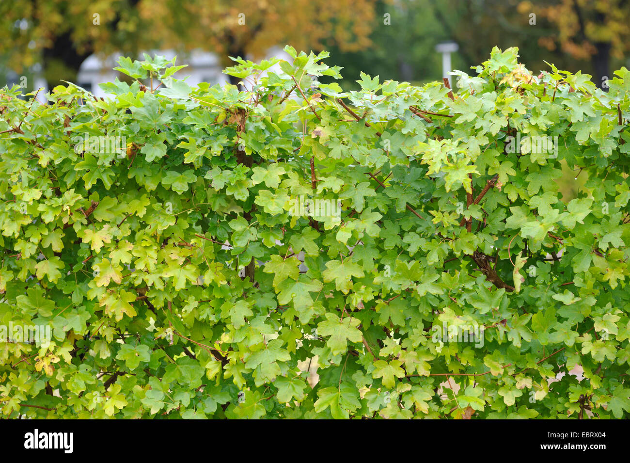 field maple, common maple (Acer campestre), maple hedge, Germany, Thueringen Stock Photo