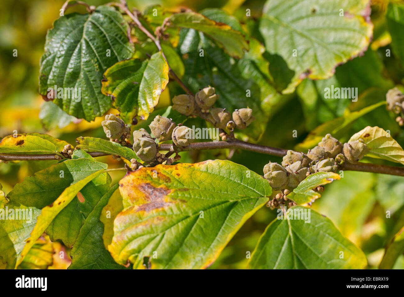 Witch hazel, American witch-hazel (Hamamelis virginiana), branch with fruits in autumn Stock Photo