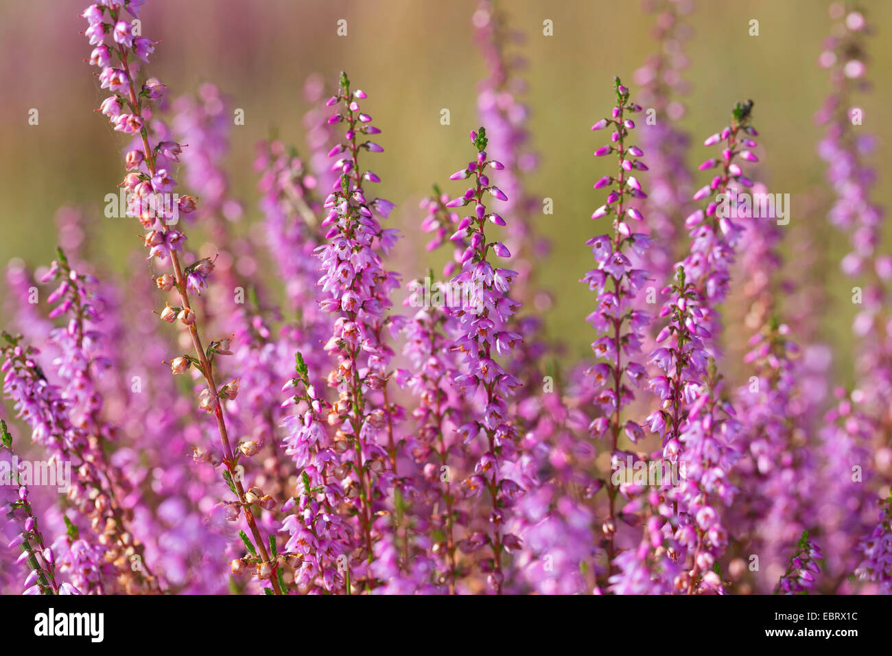 Bunch of heather flower (calluna vulgaris, erica, ling) on shabby