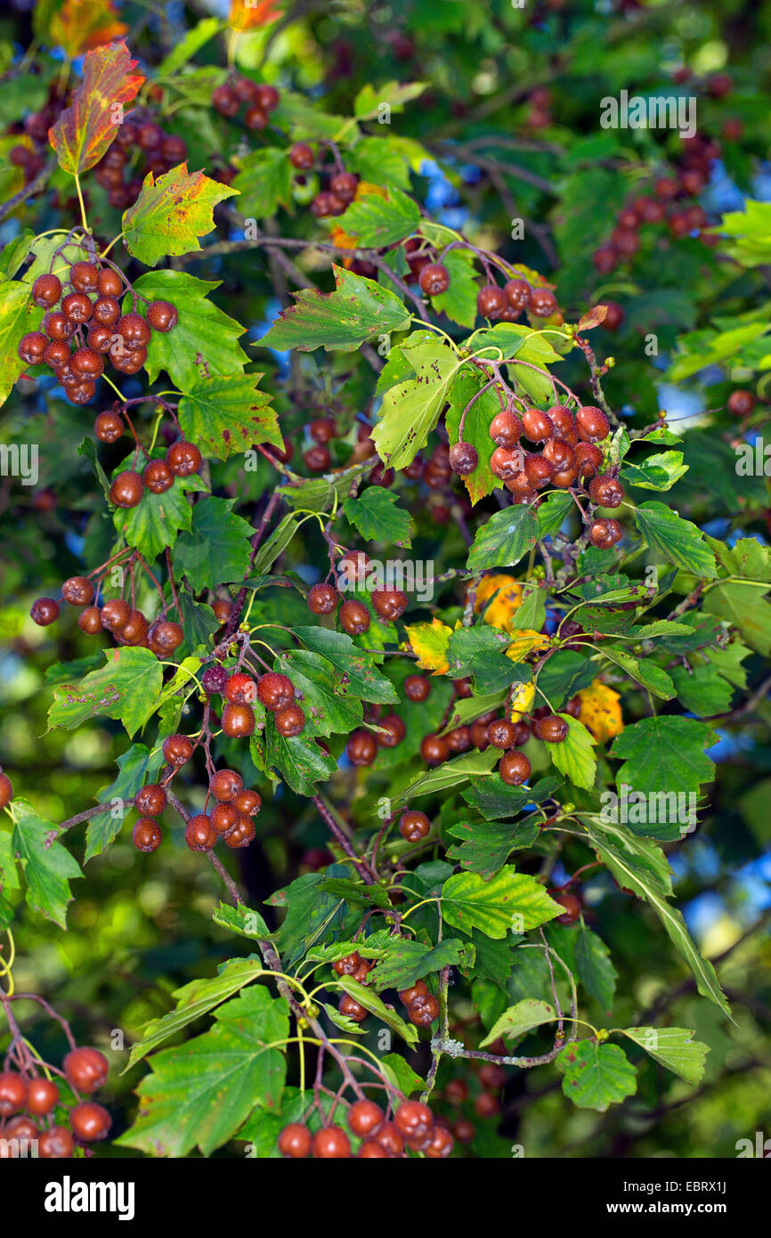 wild service tree (Sorbus torminalis), branch with fruits, Germany Stock Photo Alamy