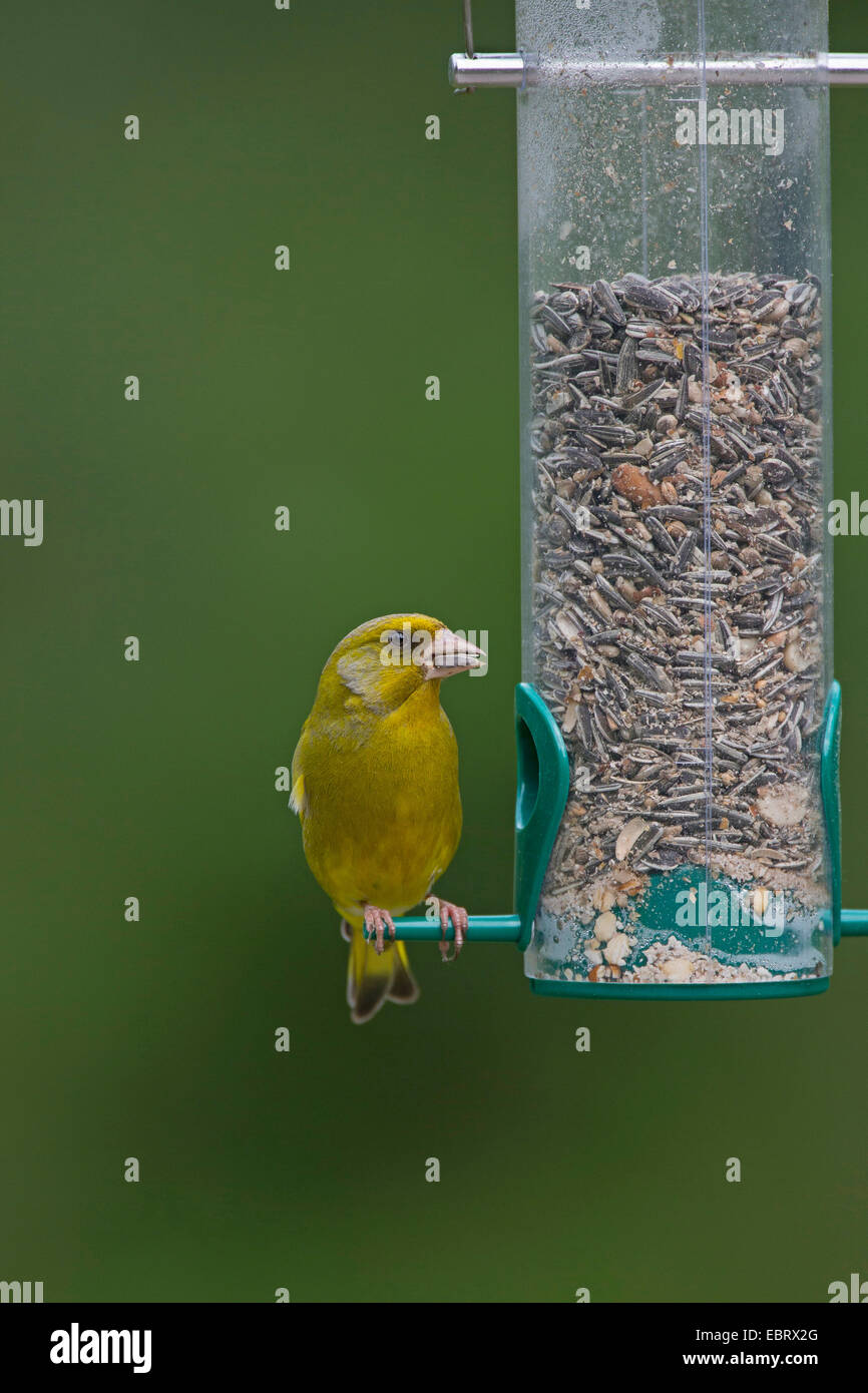 western greenfinch (Carduelis chloris), at a bird feeder, feeds grains