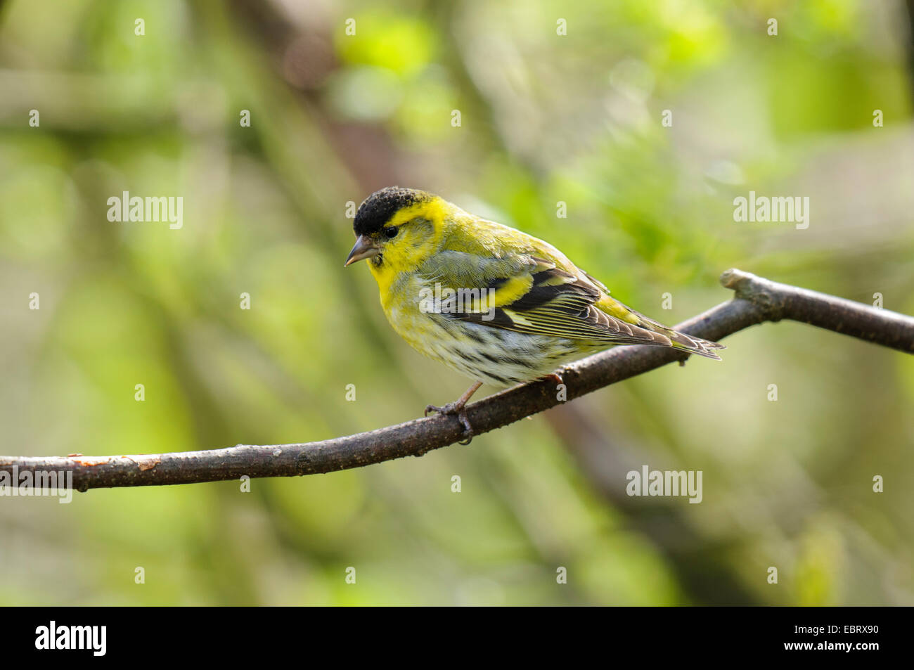 Siskin (Carduelis spinus), adult male, perched on a twig at RSPB Fairburn Ings, West Yorkshire. April. Stock Photo