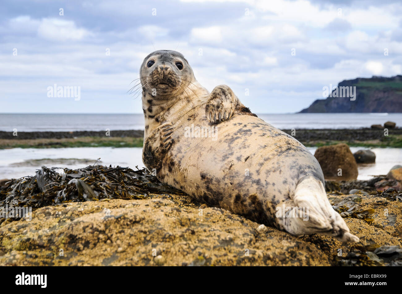 Common seal (Phoca vitulina) hauled out on rocks at Robin Hood's Bay, North Yorkshire. May. Stock Photo