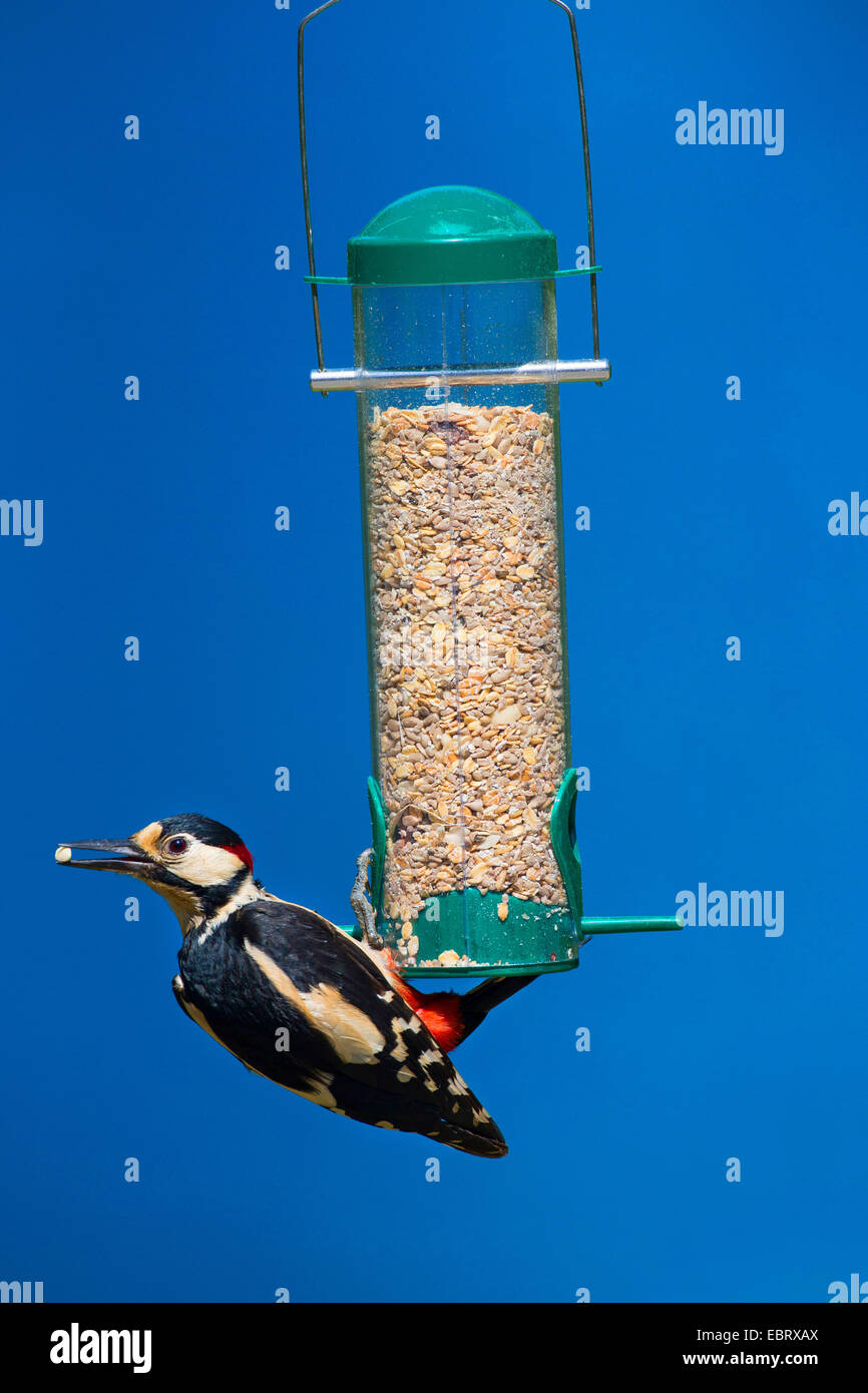 Great spotted woodpecker (Picoides major, Dendrocopos major), male at a bird feeder, Germany Stock Photo