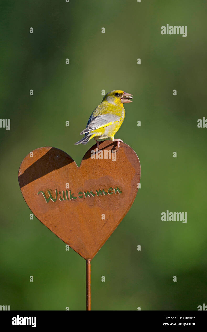 western greenfinch (Carduelis chloris), sits on garden decoration, heart with inscription Willkommen, Germany Stock Photo
