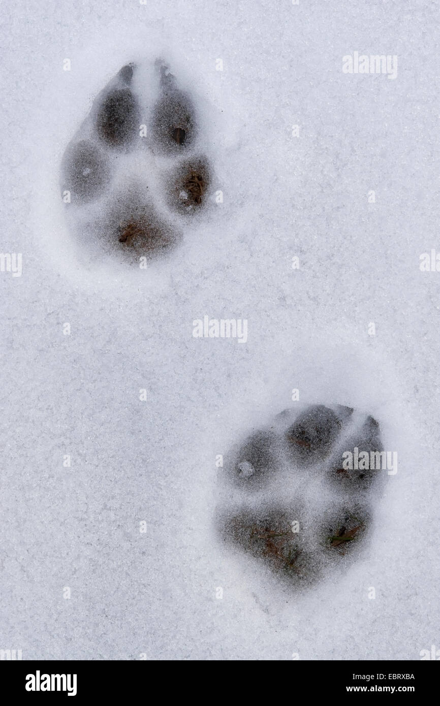 A dog’s pawprints left in the snow Stock Photo