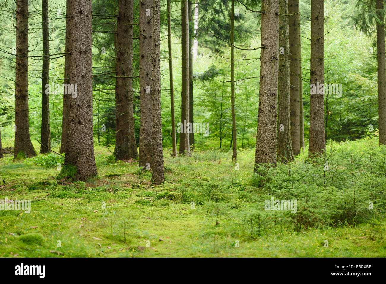 Norway spruce (Picea abies), spruce forest with young plants, Germany, Bavaria, Oberpfalz Stock Photo