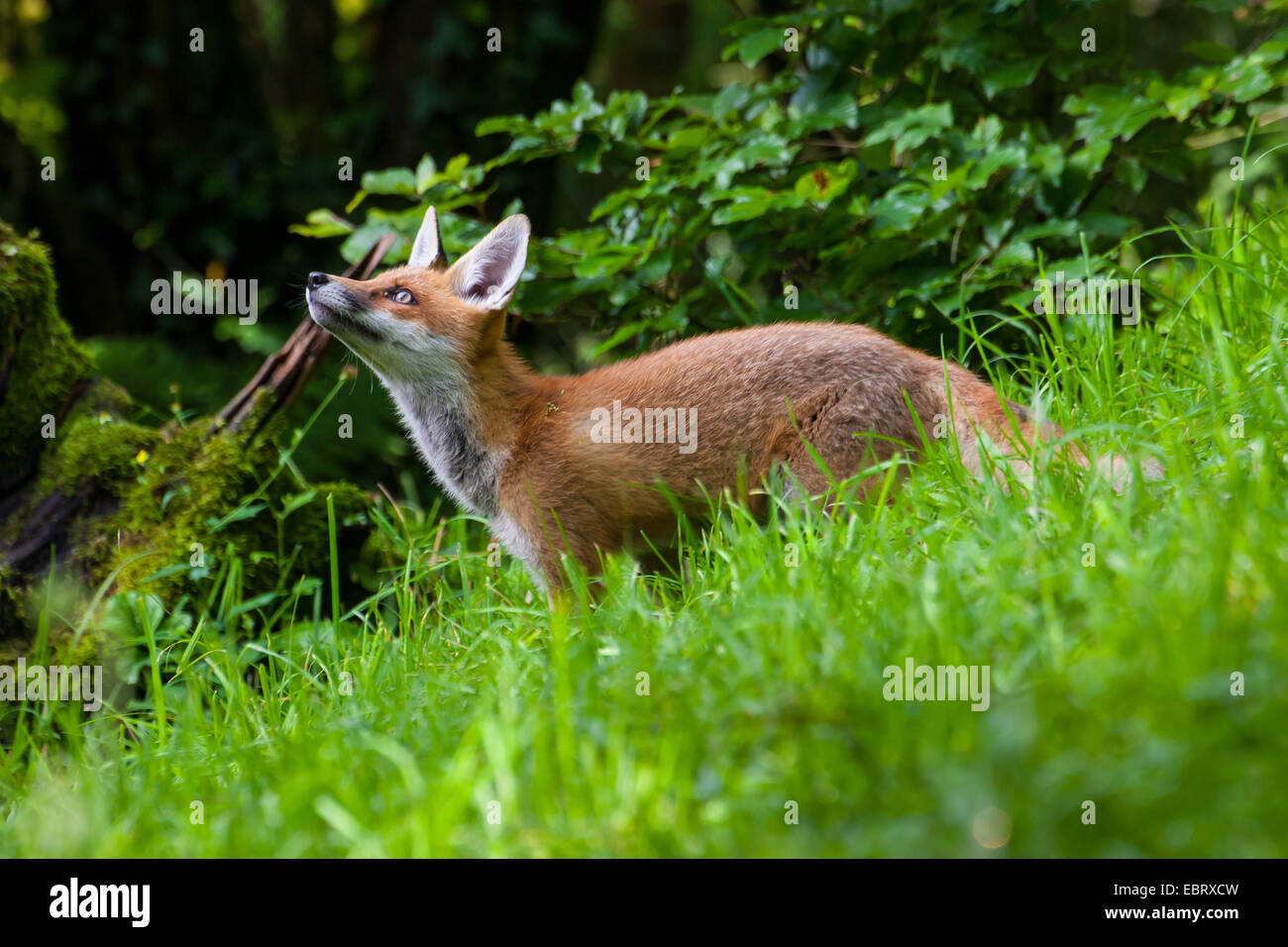 red fox (Vulpes vulpes), fox cub stands in a forest meadow, Switzerland, Sankt Gallen, Rheineck Stock Photo