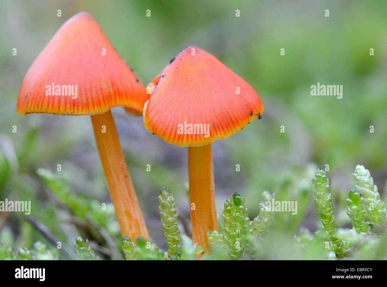 Persistent waxcap (Hygrocybe persistens), on industrial wasteland in Ruhr Area, Germany, North Rhine-Westphalia, Ruhr Area, Duisburg Stock Photo