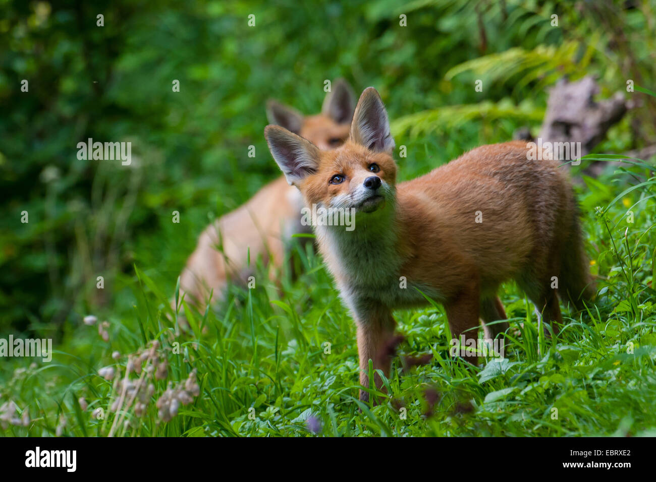 red fox (Vulpes vulpes), two fox cubs in a forest meadow, Switzerland, Sankt Gallen, Rheineck Stock Photo
