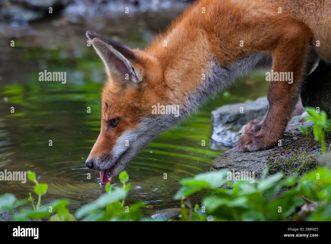 red fox (Vulpes vulpes), fox cub drinks water from a forest pond, Switzerland, Sankt Gallen, Rheineck Stock Photo