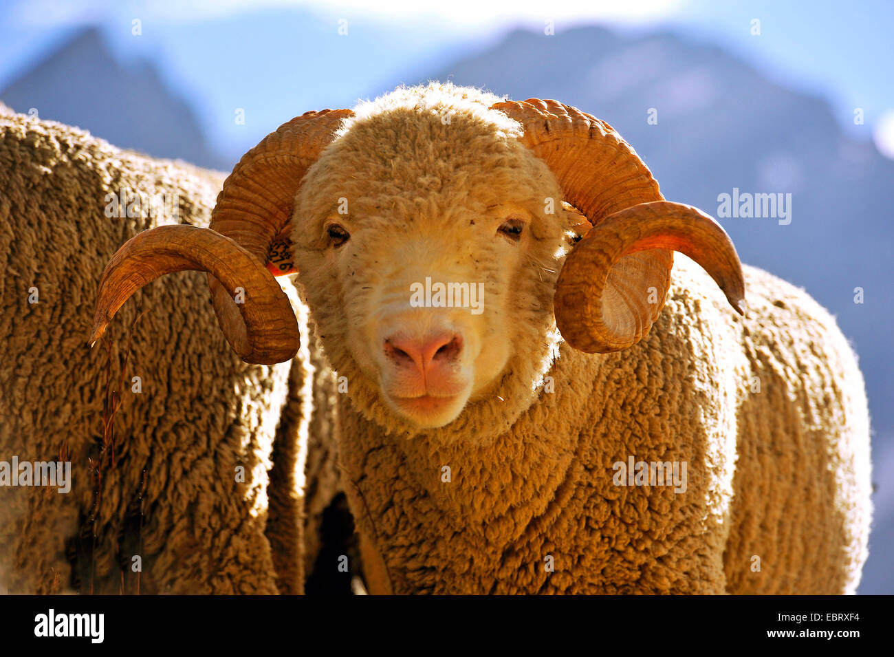 domestic sheep (Ovis ammon f. aries), portrait of male, France, Savoie , Hautes-Alpes, Briancon Valloire Stock Photo