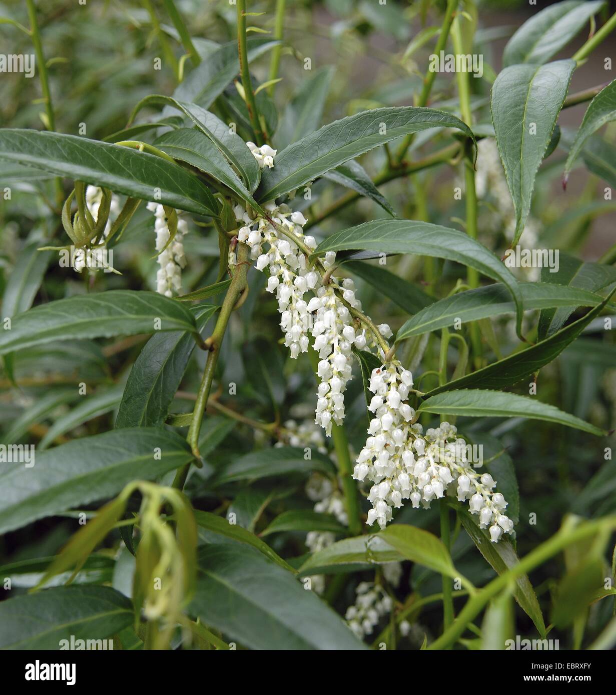 Drooping leucothoe, Fetter bush, Drooping Fetterbush (Leucothoe fontanesiana), blooming Stock Photo