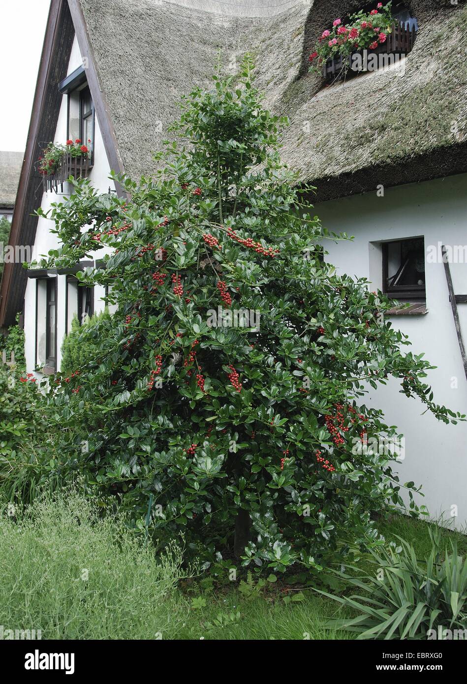 common holly, English holly (Ilex aquifolium 'J.C. van Tol', Ilex aquifolium J.C. van Tol), fruiting in front of a house, Germany Stock Photo