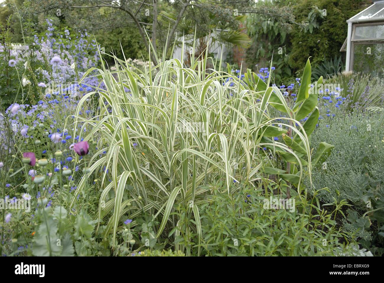 Chinese silver grass, Zebra grass, Tiger grass (Miscanthus sinensis 'Variegatus', Miscanthus sinensis Variegatus), in a flowerbed Stock Photo
