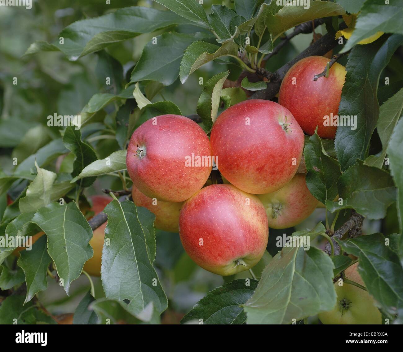 apple tree (Malus domestica 'Gala', Malus domestica Gala), cultivar Gala, apples on a tree Stock Photo