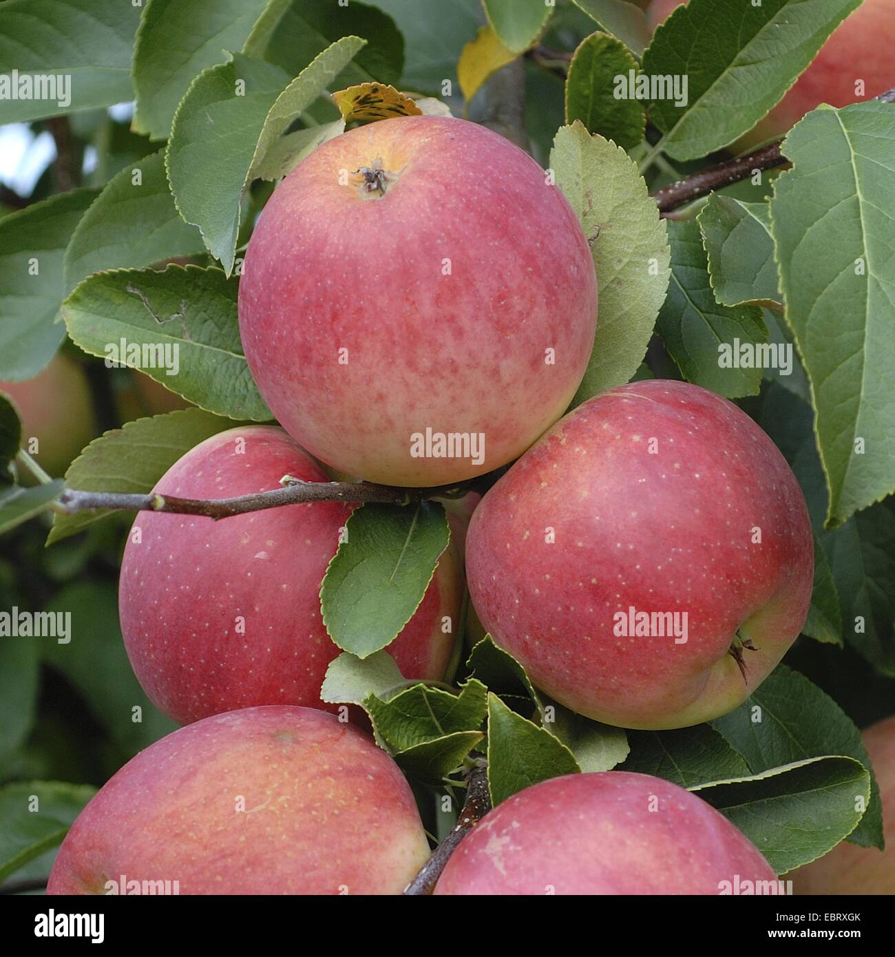apple tree (Malus domestica 'Rebella', Malus domestica Rebella), cultivar Rebella, apples on a tree Stock Photo