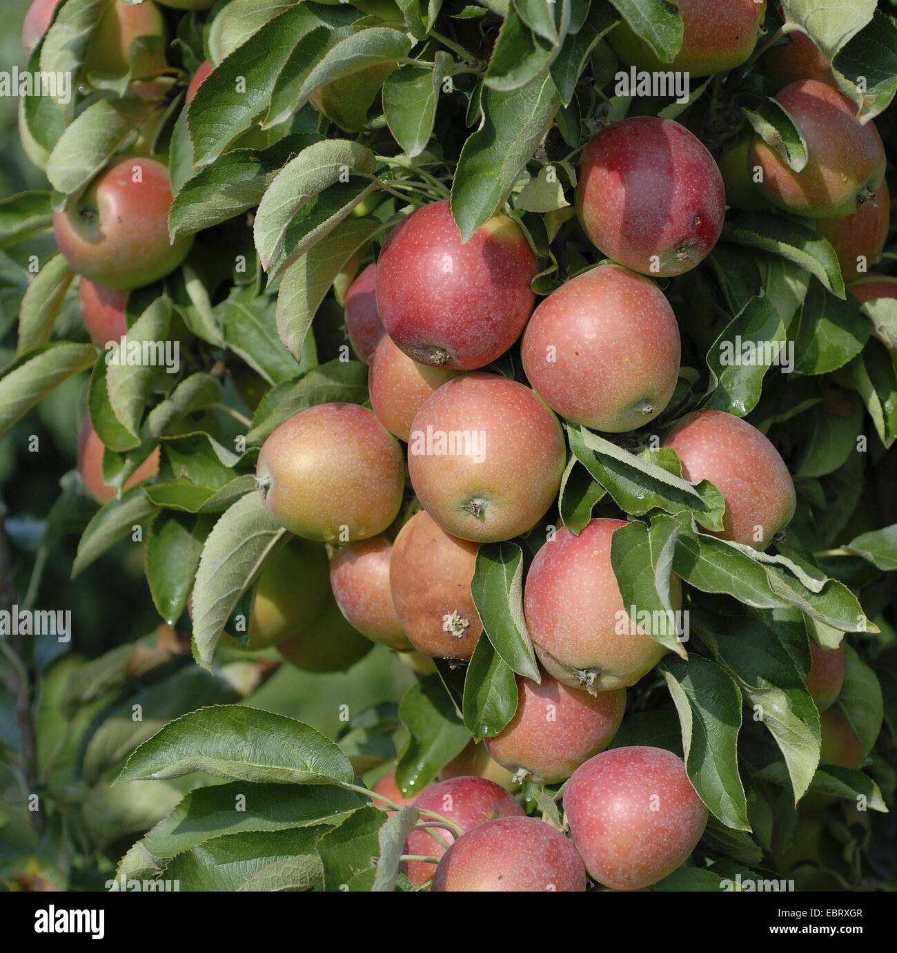 apple tree (Malus domestica 'Polka', Malus domestica Polka), cultivar Polka, apples on a tree Stock Photo