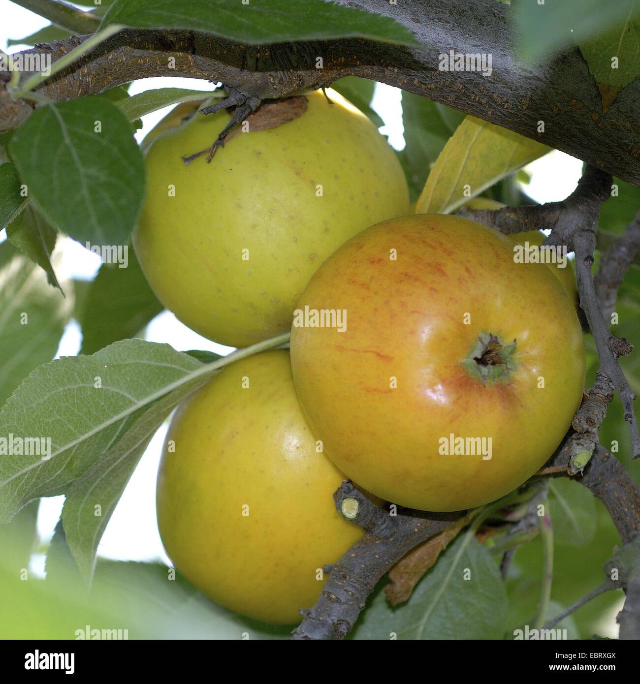 apple tree (Malus domestica 'Goldparmaene', Malus domestica Goldparmaene), cultivar Goldparmaene, apples on a tree Stock Photo