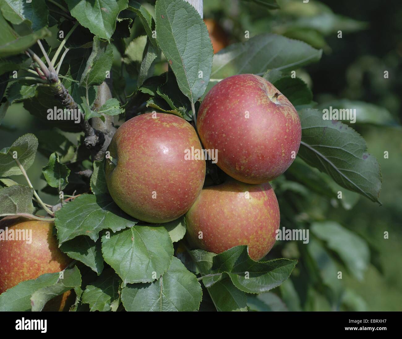 apple tree (Malus domestica 'Spurkoop', Malus domestica Spurkoop), cultivar Spurkoop, apples on a tree Stock Photo