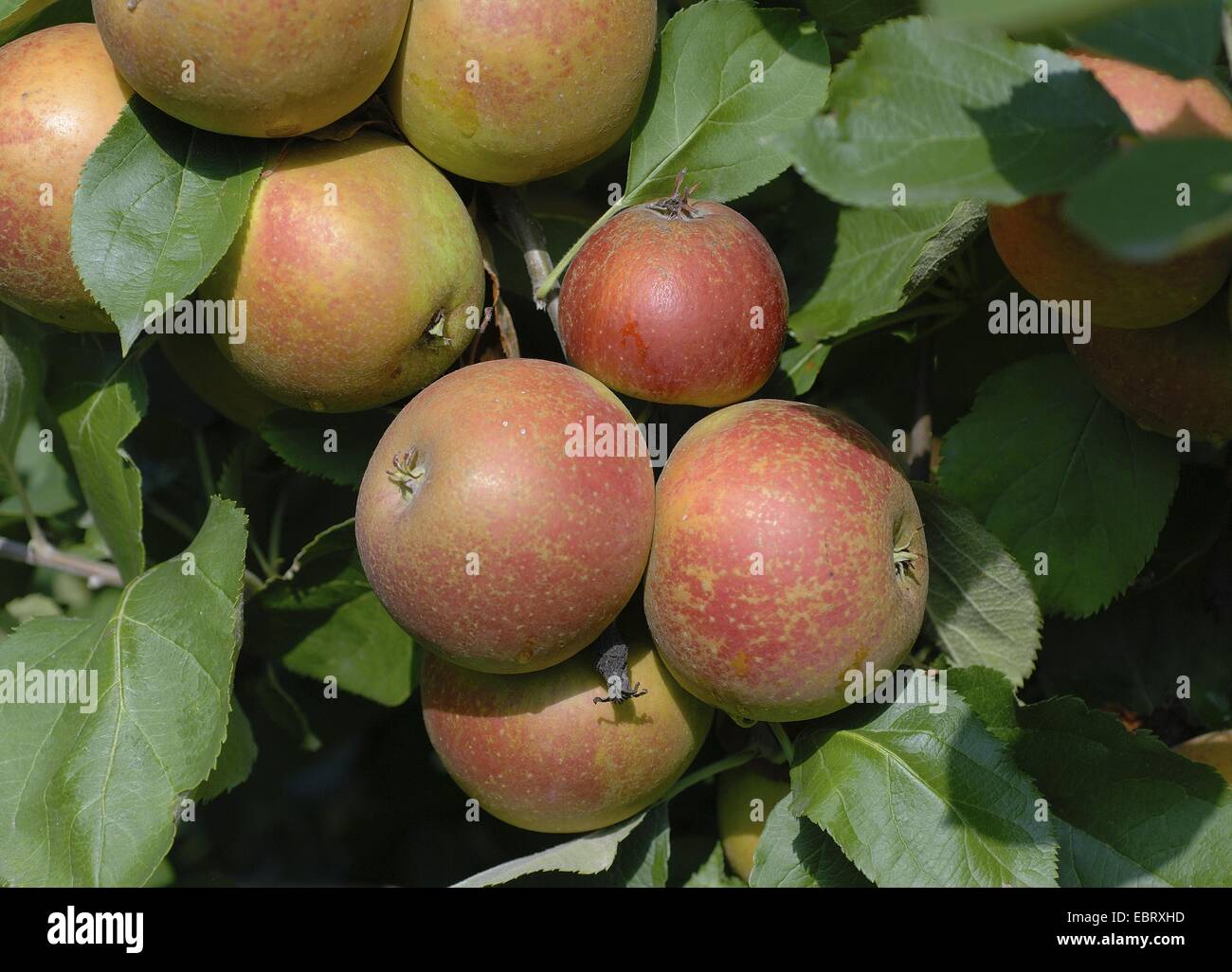 apple tree (Malus domestica 'Roter Boskoop', Malus domestica Roter Boskoop), cultivar Roter Boskoop, apples on a tree Stock Photo