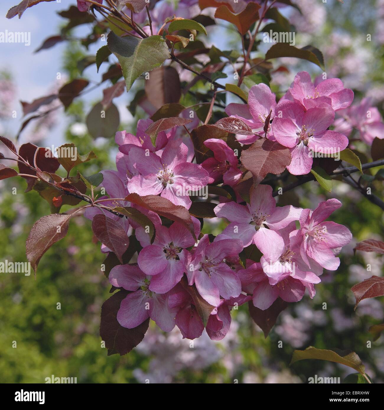 Crab apple (Malus 'Rudolph', Malus Rudolph), cultivar Rudolph, blooming Stock Photo