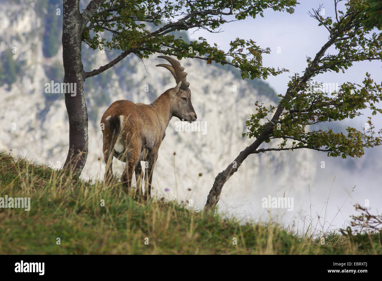 Alpine ibex (Capra ibex, Capra ibex ibex), juvenile at the Creux du Van, Switzerland Stock Photo
