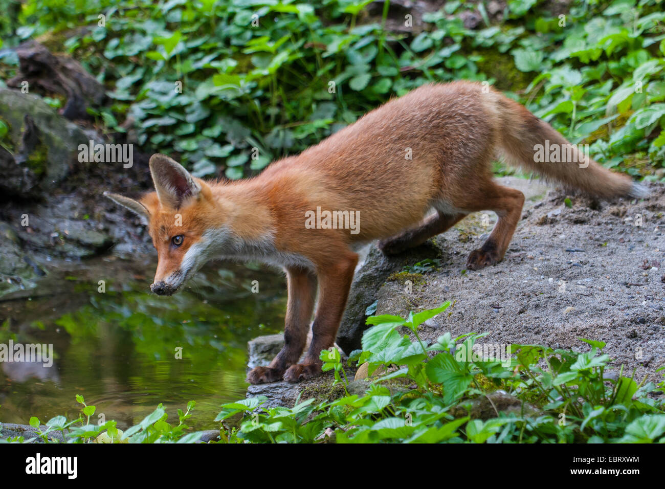 red fox (Vulpes vulpes), fox cub at a forest pond, Switzerland, Sankt Gallen, Rheineck Stock Photo