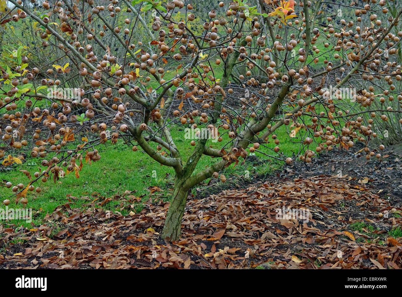 medlar (Mespilus germanica 'Metz', Mespilus germanica Metz), cultivar Metz, tree full of fruits Stock Photo