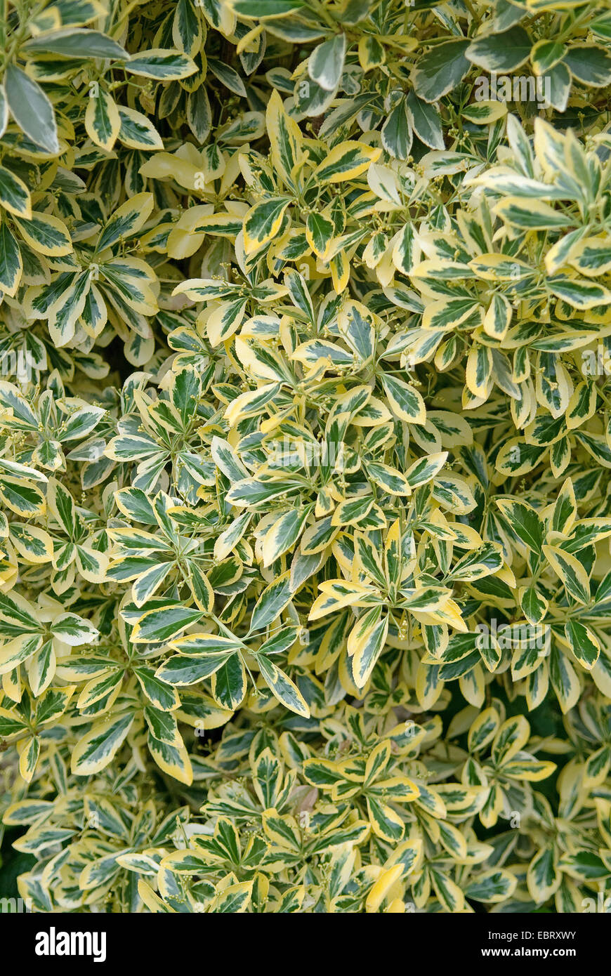 Japanese Euonymus (Euonymus japonicus 'Aureomarginatus', Euonymus japonicus Aureomarginatus), cultivar Aureomarginatus Stock Photo