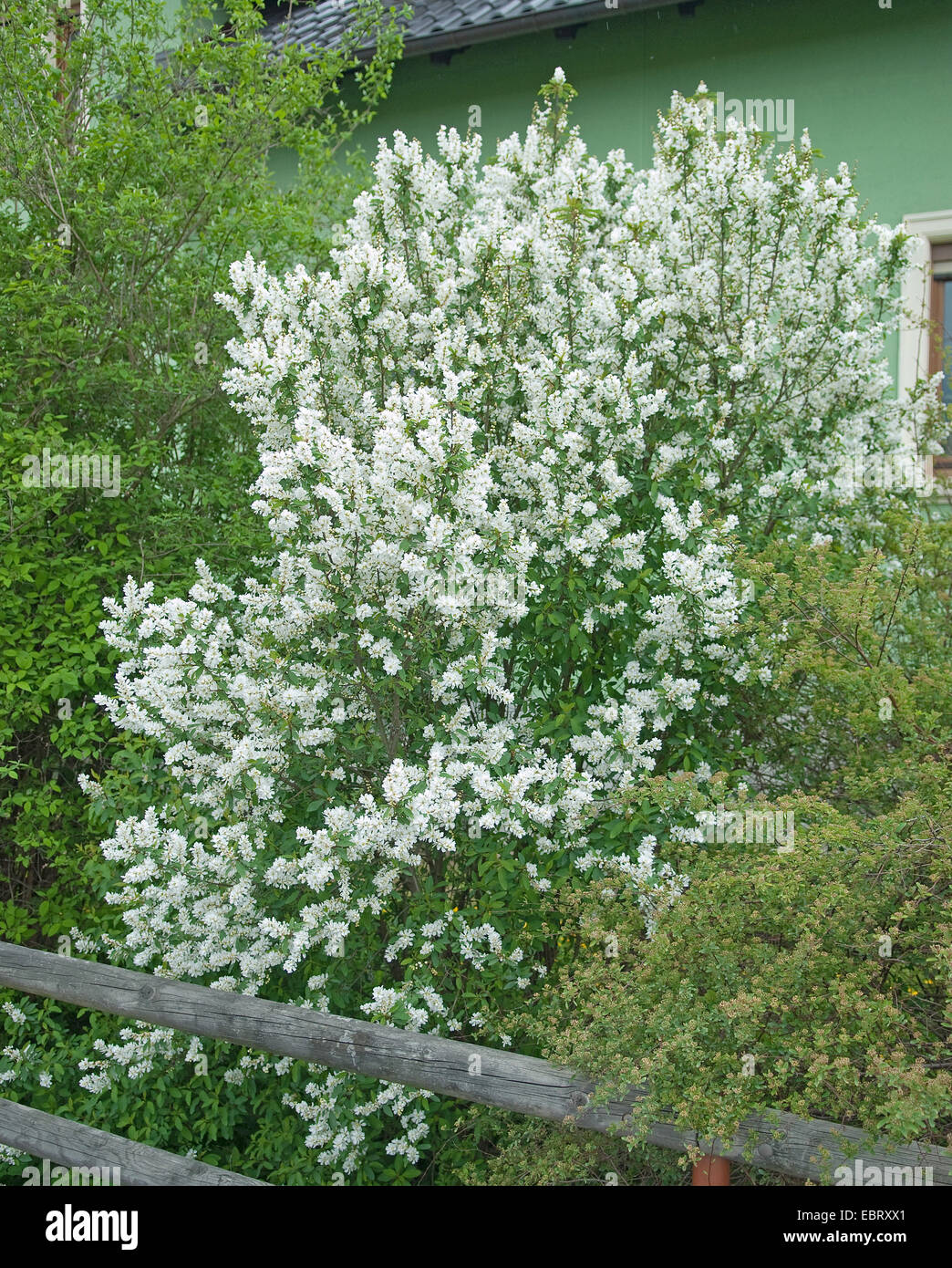 Common Pearl Bush (Exochorda racemosa), blooming Stock Photo