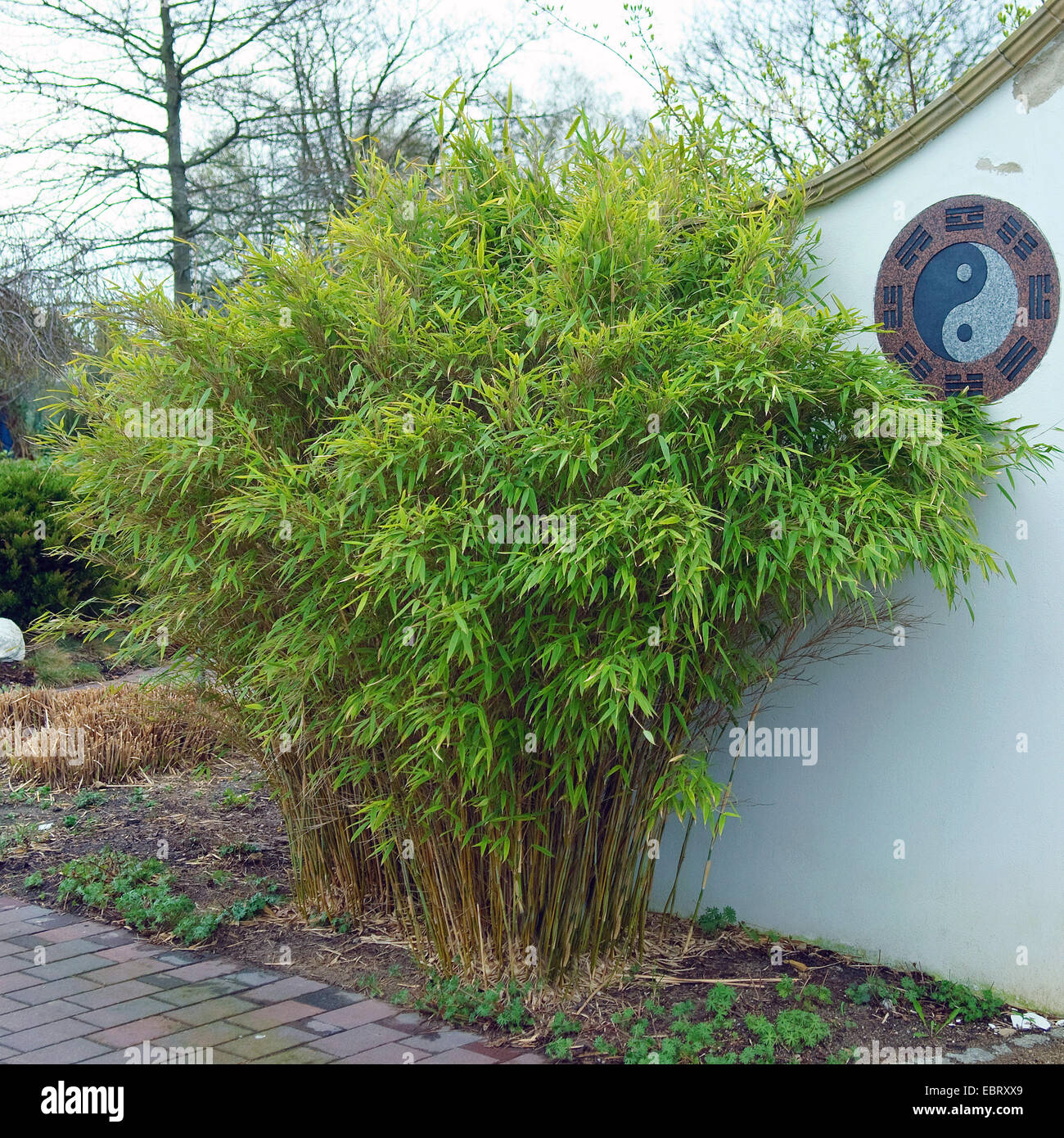 Fargesia murieliae jumbo hi-res stock photography and images - Alamy