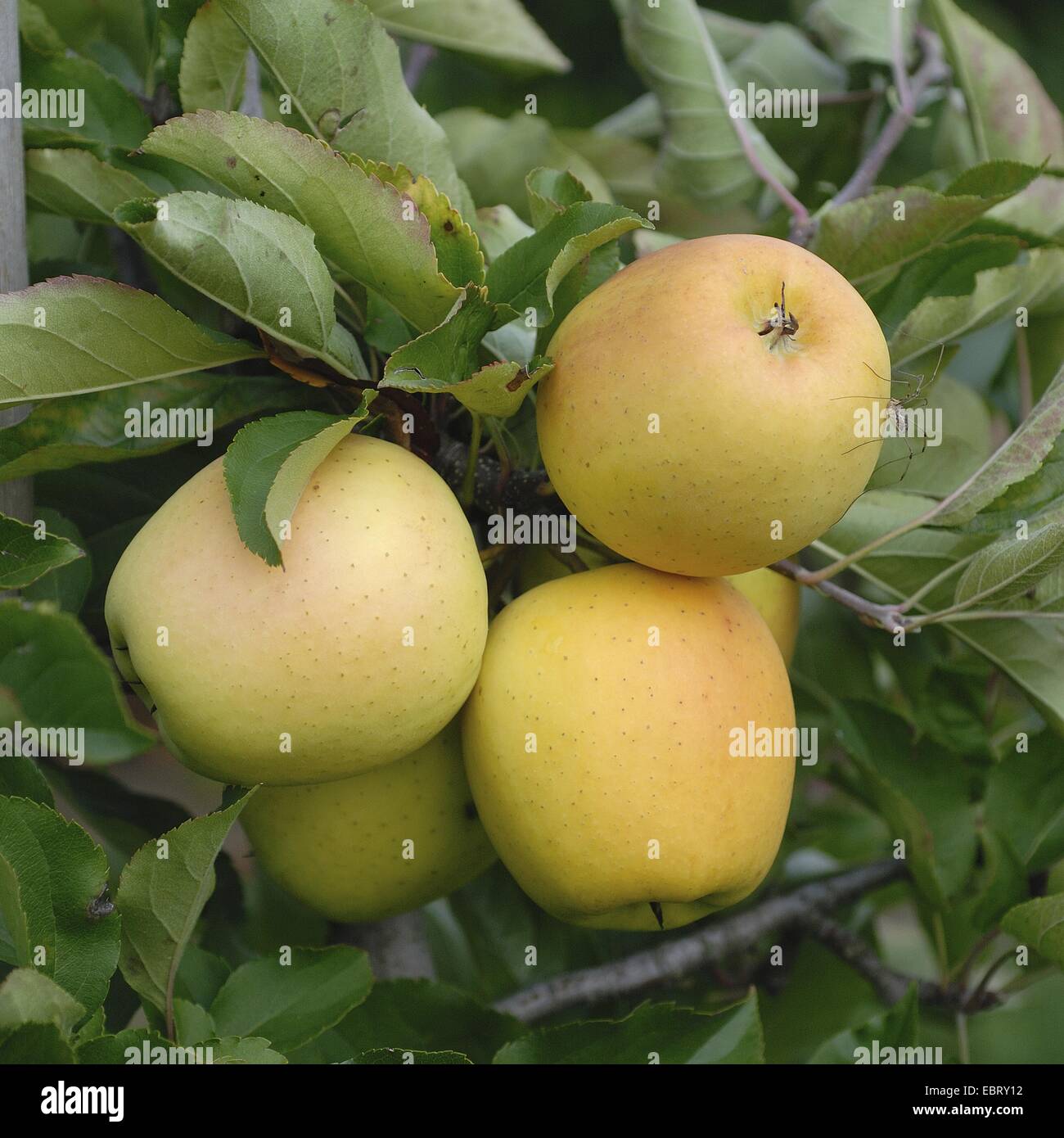apple tree (Malus domestica 'Williams Pride', Malus domestica Williams Pride), cultivar Williams Pride, apples on a tree Stock Photo