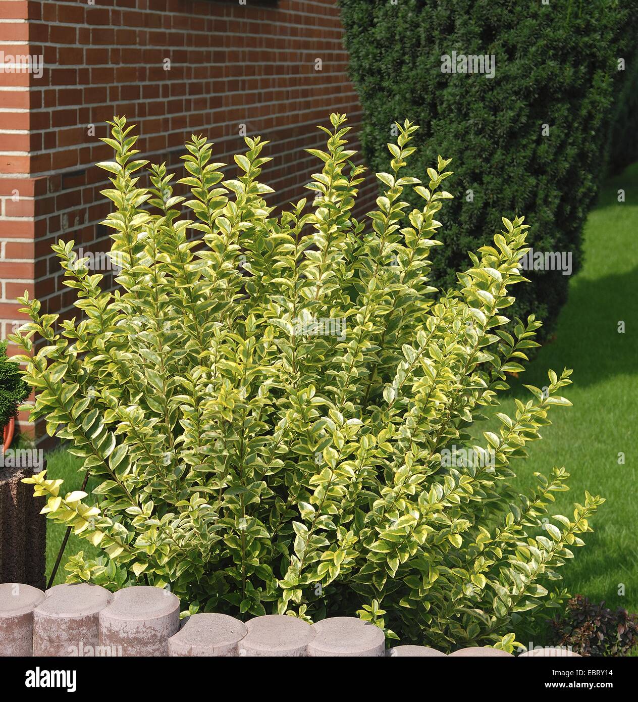 california privet (Ligustrum ovalifolium 'Aureum', Ligustrum ovalifolium Aureum), cultivar Aureum in a front yard Stock Photo